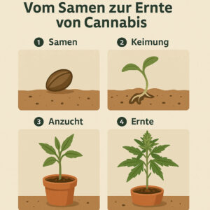 Mehr über den Artikel erfahren Vom Samen bis zur Aufzucht von Cannabis Samen!