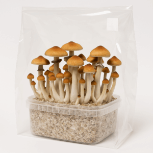 Mehr über den Artikel erfahren Growboxanleitung – So züchtest Du richtig!