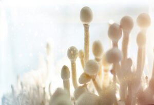 Mehr über den Artikel erfahren Können Magic Mushrooms gegen Depressionen helfen?