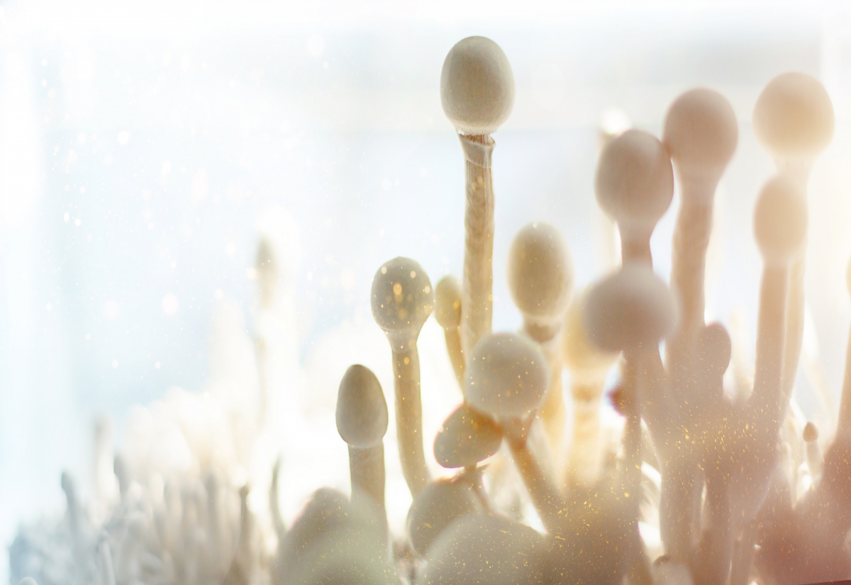 Mehr über den Artikel erfahren Was ist Psilocybin?